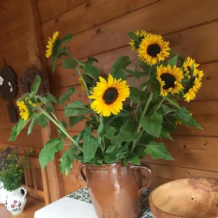 Emilia * هالشتات