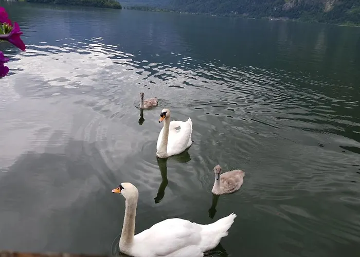 Daire Emilia Hallstatt